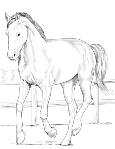 Westphalian Horse Coloring Page